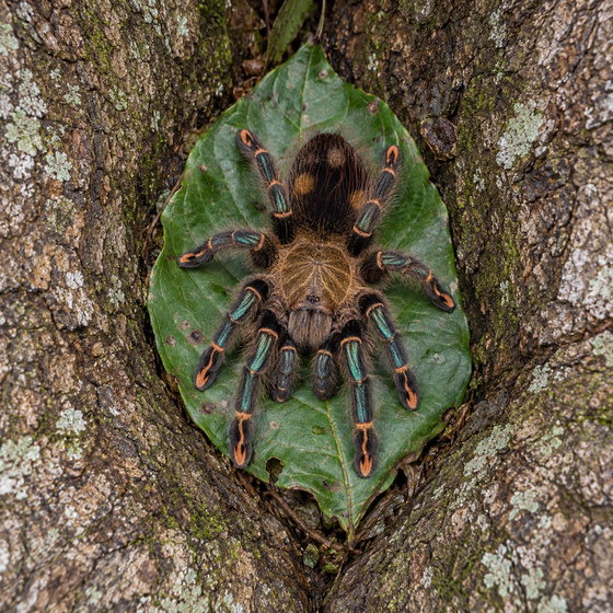Amazon sapphire pink toe tarantula
