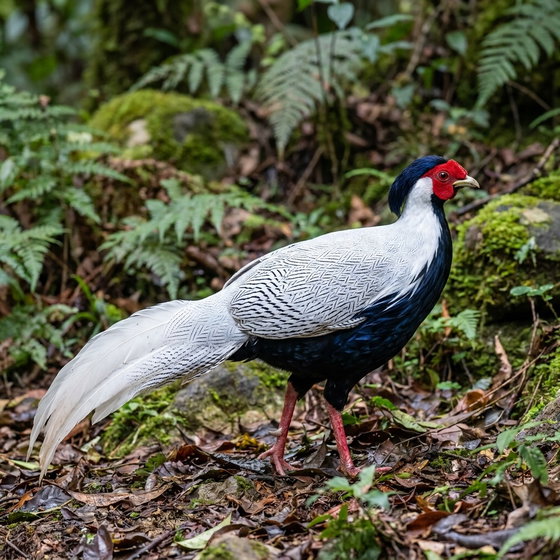 silver pheasant