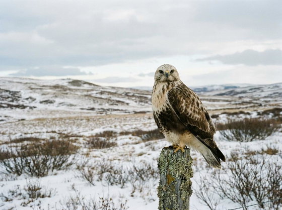 rough-legged hawk