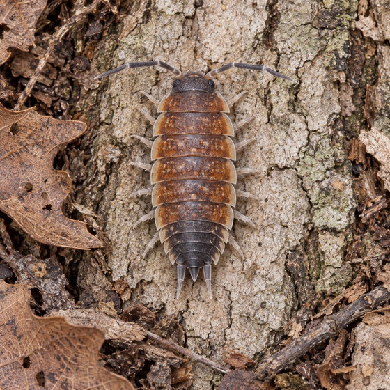 Porcellio silvestrii