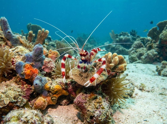 coral banded shrimp