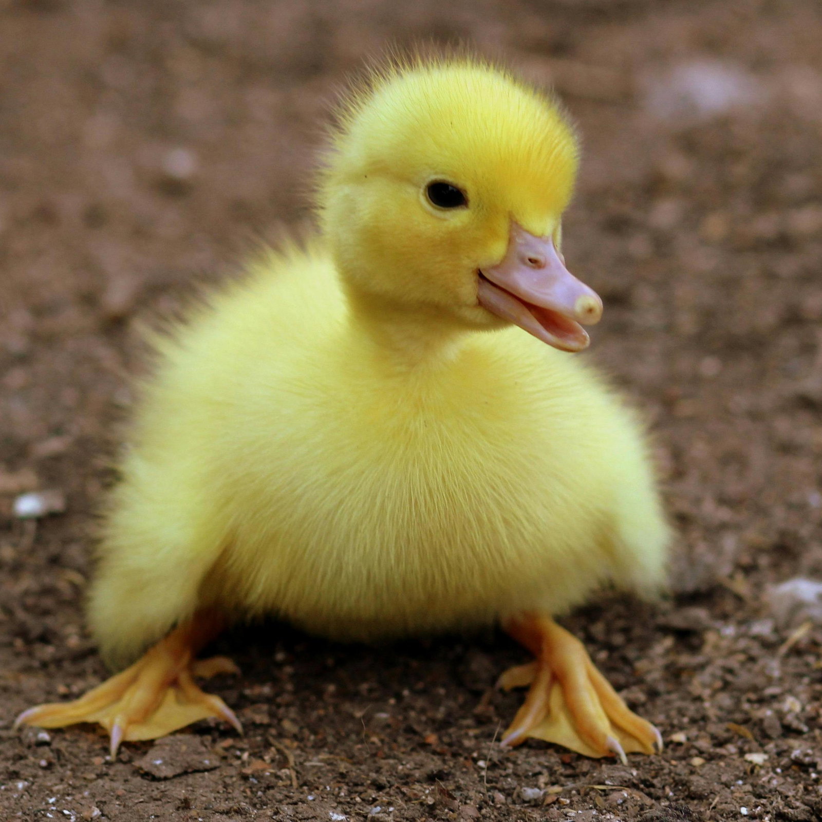 Duckie