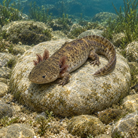 Lake Patzcuaro salamander