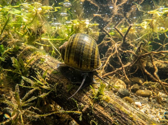 mystery snail