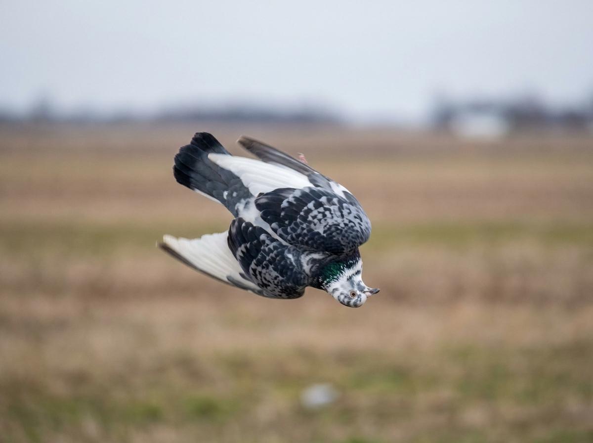 Flying Performing Roller