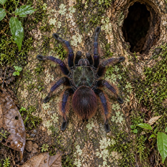 ghost tree spider
