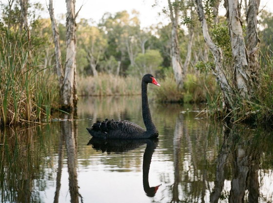 black swan