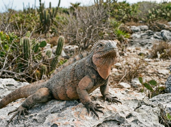 San Salvador rock iguana