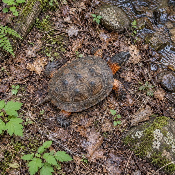 North American wood turtle