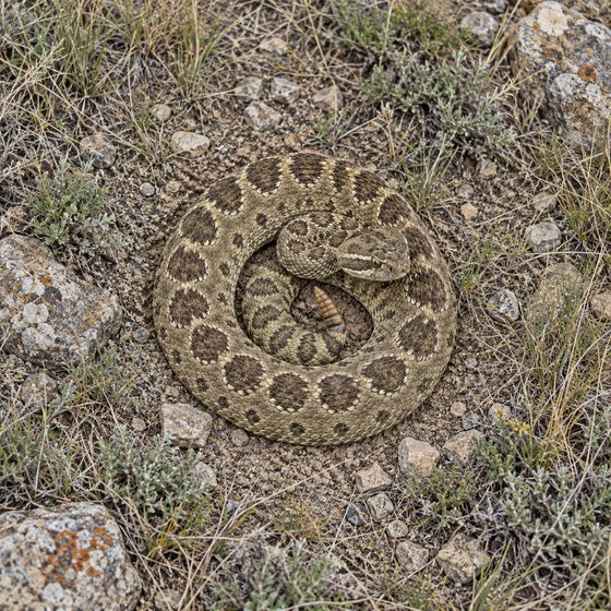 prairie rattlesnake