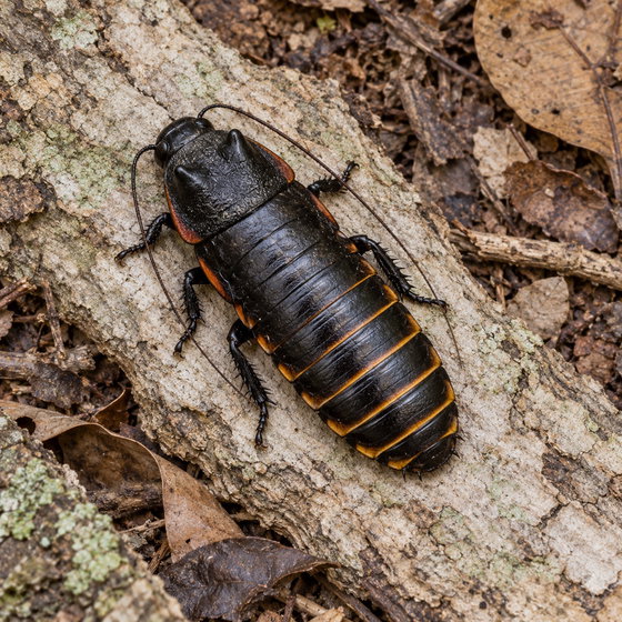 v-horn hissing cockroach