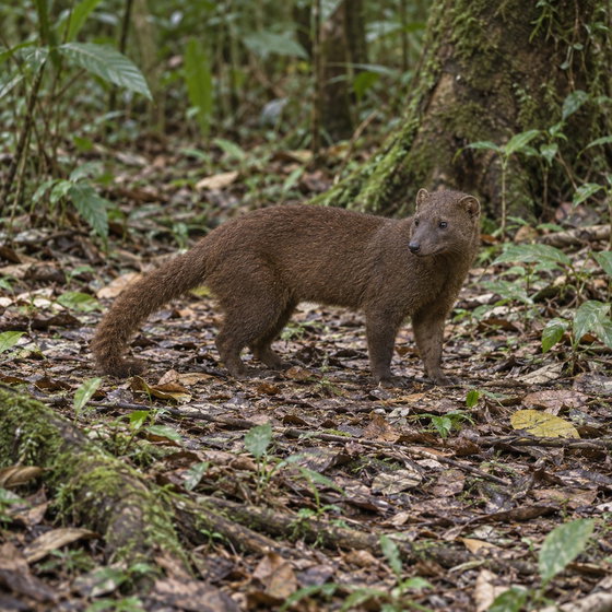 brown-tailed vontsira