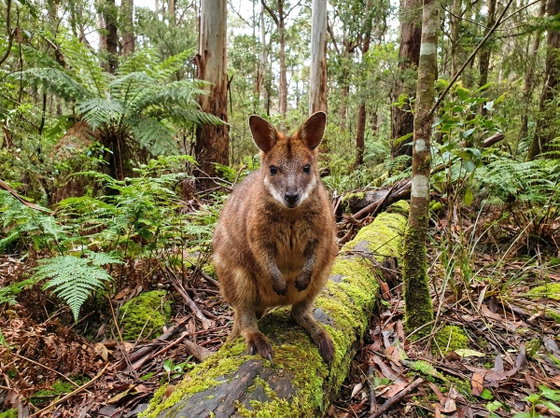 parma wallaby