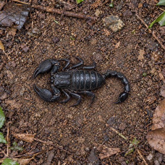 Asian forest scorpion (Heterometrus silenus)