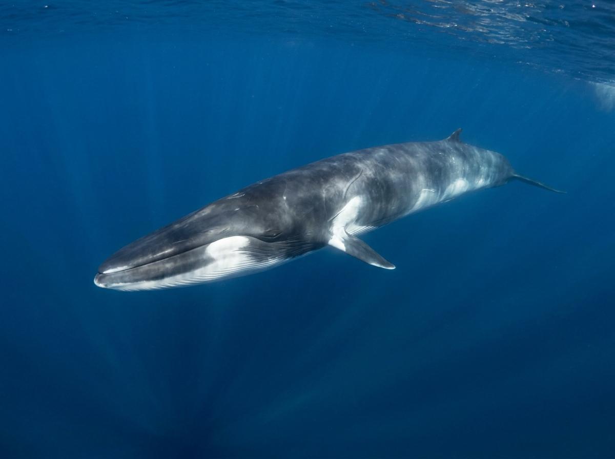 fin whale