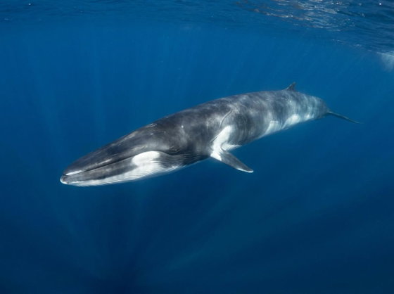fin whale