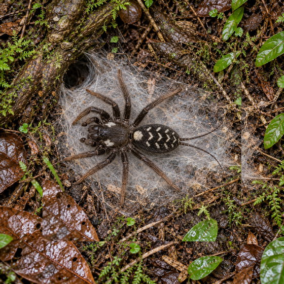 Ischnothele caudata