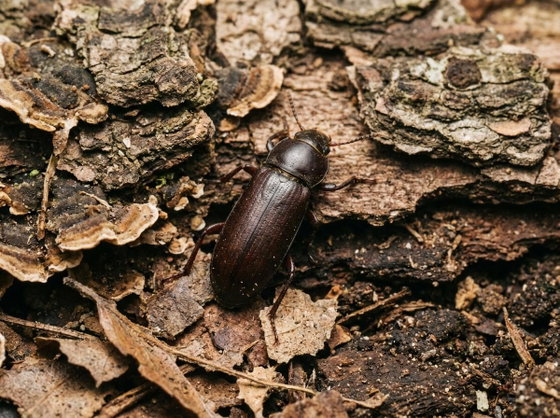 yellow mealworm