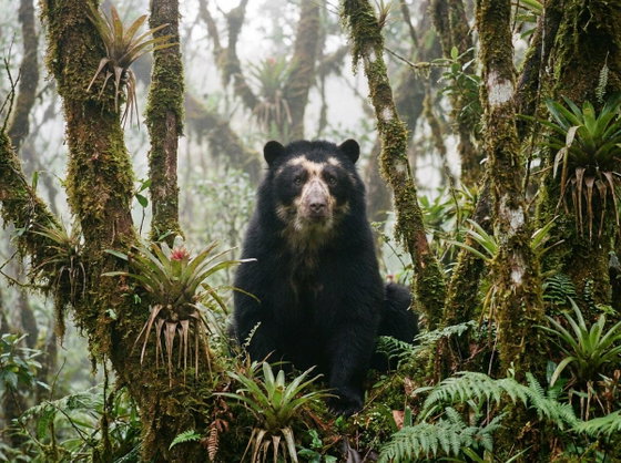 spectacled bear