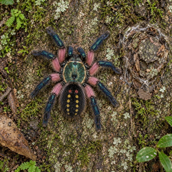 Brazilian jewel tarantula