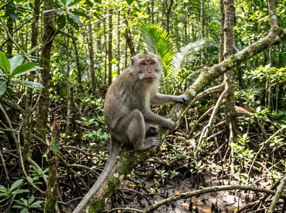 cynomolgus macaque