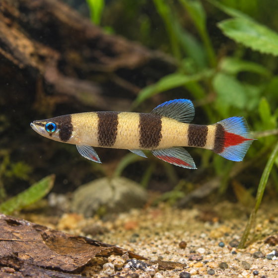 clown killifish