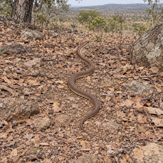 brown house snake