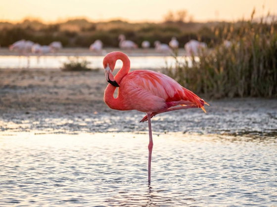 greater flamingo