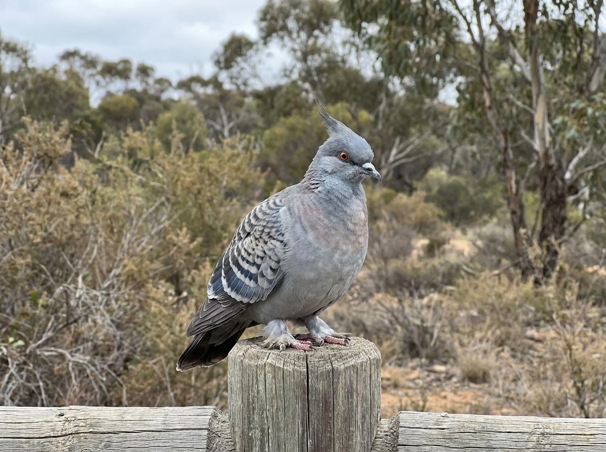 Australian Fisher Pigeon
