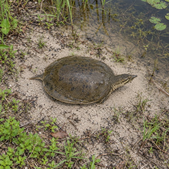 Florida softshell turtle