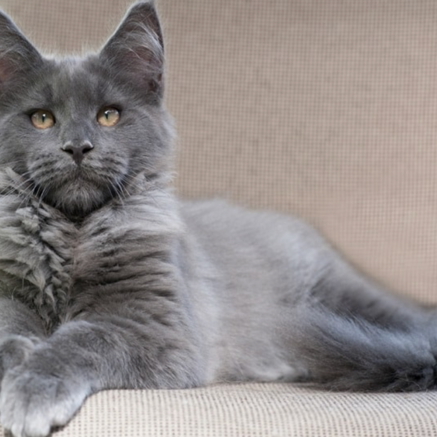 Blue Cat