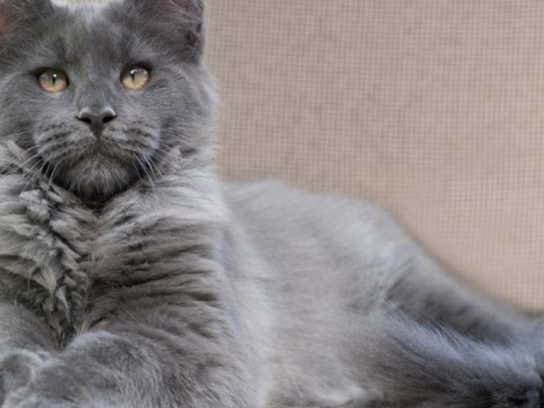 Blue Cat