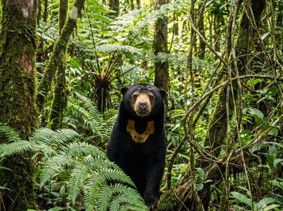 sun bear