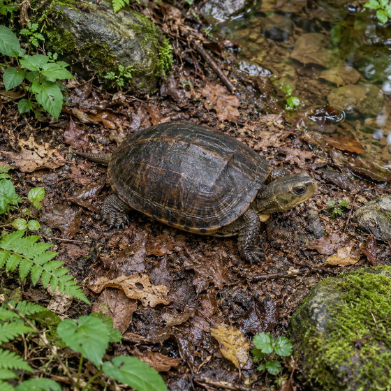 Zhou's box turtle