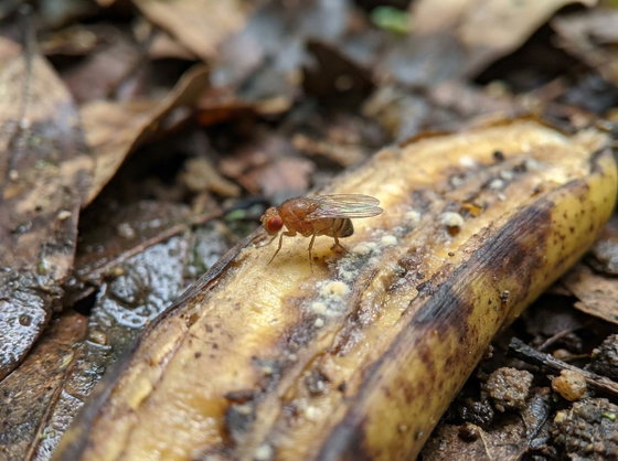 laboratory fruit fly