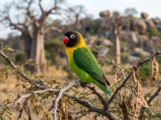 masked lovebird