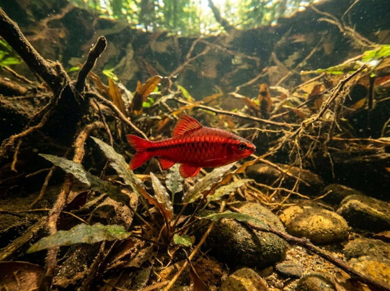 cherry barb