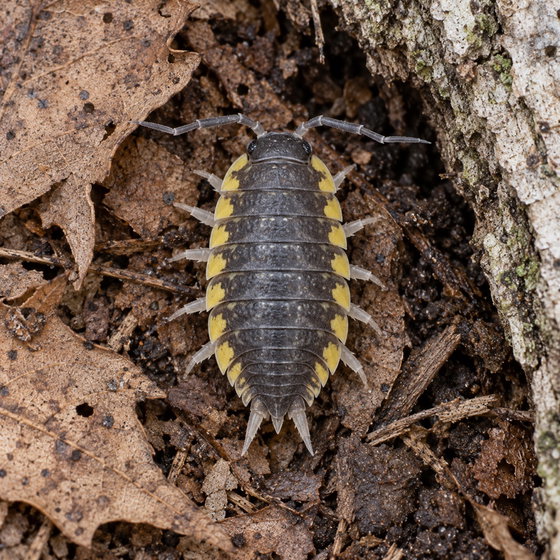 ornate isopod