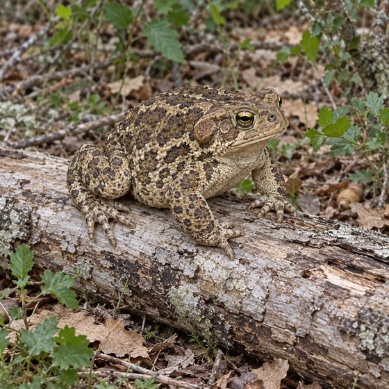Moroccan toad