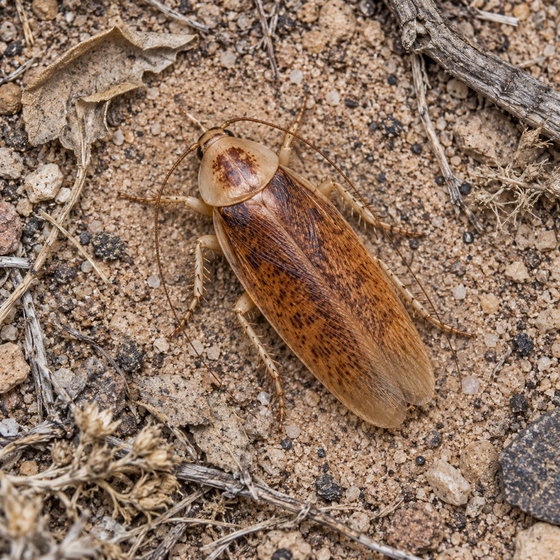 Apache sand cockroach
