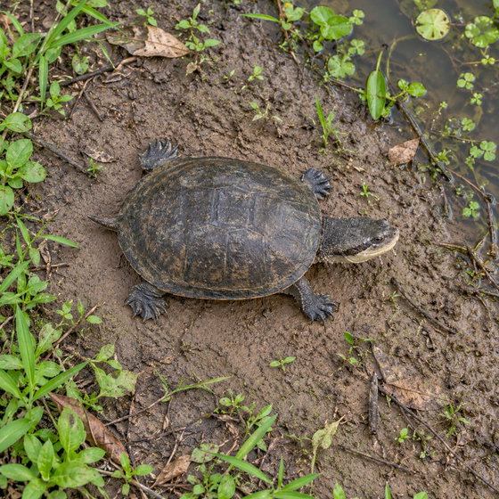 Geoffroy's toadhead turtle