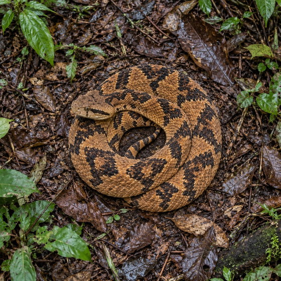South American bushmaster