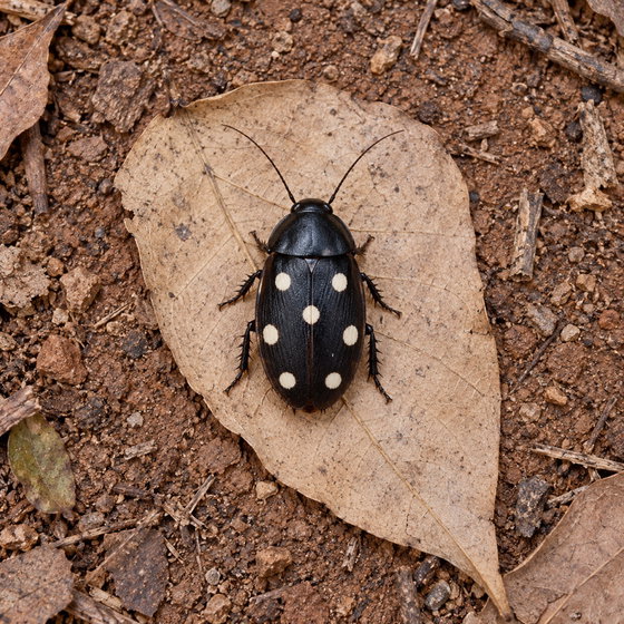 domino roach