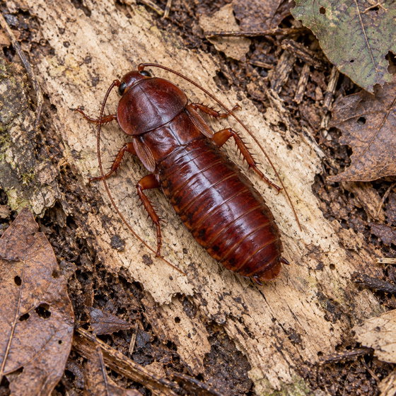 skunk cockroach