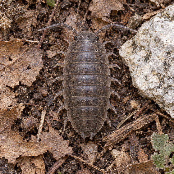 Armadillo officinalis