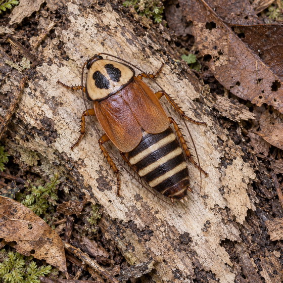 zebra roach
