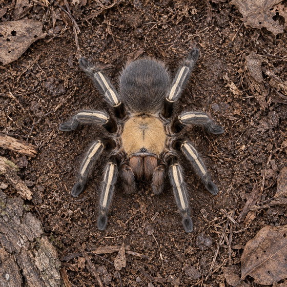 skeleton leg tarantula