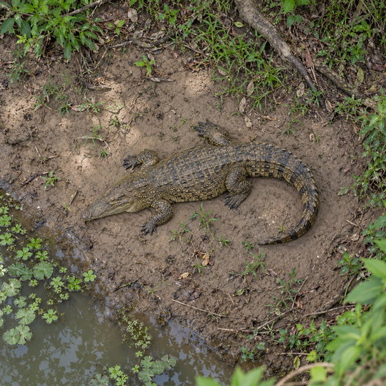 Siamese crocodile