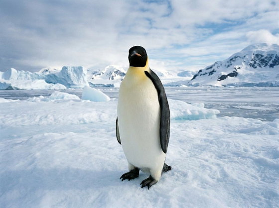 emperor penguin