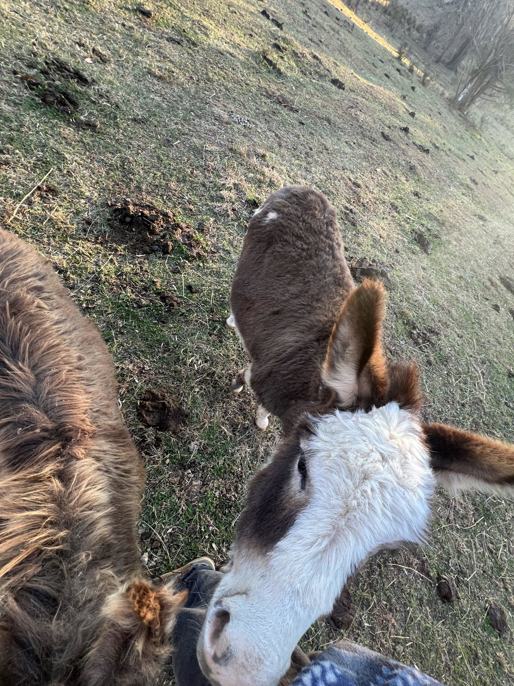 Donkey boarding service 7, photo 7